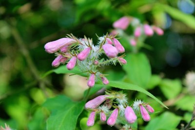 Kolkwitzia amabilis - kolkwitzie krásná - poupata - detail